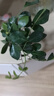 特價懶人水培綠植九里香綠蘿文竹室內(nèi)易養(yǎng)凈化空氣花卉盆栽 九里香5顆【不含盆】土培水培皆可10-15cm 曬單實拍圖