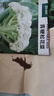 北蔬 青?；ú朔N子散花菜花椰菜庭院大田蔬菜籽 青梗松花菜種子200粒 曬單實(shí)拍圖