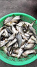 v7誘魚粉鯽魚大叔同款釣魚小藥餌料野釣強(qiáng)效誘魚劑鯉魚鯽魚羅非魚 V7誘魚粉40g【鯽魚大叔力薦】 曬單實(shí)拍圖