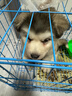 阿拉斯加犬灰色阿拉斯加犬幼犬純正阿拉斯加雪橇犬全國發(fā)貨 血統級 SSS級 公 曬單實(shí)拍圖