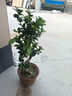 意軒大盆榕樹(shù)盆景樹(shù)樁盆栽大盆景苗人參榕地瓜榕辦公室花卉原盆原土 S榕整體高70左右(新貨到顏值高 曬單實(shí)拍圖