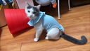 MIKI PAD貓咪絕育服母貓寵物手術(shù)服狗狗絕育服幼貓斷奶術(shù)后薄款透氣防舔衣 減負(fù)高彈一體式絕育服【冰藍(lán)色】 L碼【建議6.5-9斤】 曬單實(shí)拍圖