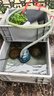 銅錢草水培盆栽室內室外花卉金錢草綠植吸綠植花草植物 銅錢草+禪字陶瓷盆 曬單實拍圖