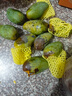 粵迎攀枝花凱特芒果芒果新鮮四川水果需催熟再食用應(yīng)季現(xiàn)摘時令生鮮 5斤精選裝【爆甜多汁】凈4.5斤 普箱裝【自吃推薦】 曬單實拍圖