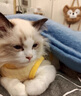 阿莫爾新生犬衣服滿月小狗BB服幼犬幼貓奶狗奶貓超小型棉背心寵物秋冬款 黃小雞 XS 曬單實拍圖