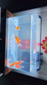 修醫(yī)寵亞甲基藍(lán)魚藥魚缸殺菌消毒錦鯉鸚鵡魚小瓜蟲寄生蟲水族藥劑300ml 曬單實(shí)拍圖