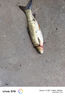 漢鼎魚線線組魚鉤浮漂魚漂子線雙鉤主線子線線鉤漂新手套裝 7.2米 曬單實拍圖