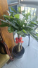 臨雅發(fā)財(cái)樹(shù)綠植物客廳盆栽大棵室內(nèi)擺大型步步高招財(cái)樹(shù)辦公室喬遷開(kāi)業(yè) 單桿發(fā)財(cái)樹(shù)1.0-1.1米+福字盆 曬單實(shí)拍圖