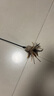 貴為（GiGwi）逗貓玩具小貓咪幼貓磨牙耐咬原生羽毛布條逗貓棒解悶解壓寵物玩具 曬單實拍圖
