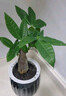 綠有意綠蘿籮發(fā)財(cái)樹綠植盆栽花卉室內(nèi)吸除甲醛桌面水培懶人植物四季好養(yǎng) 【灰色南瓜】發(fā)財(cái)樹 曬單實(shí)拍圖