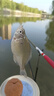 挺兄釣魚(yú)菜籽餅窩料釣魚(yú)打窩料酒糟發(fā)酵玉米酒米鯉魚(yú)鯽魚(yú)隔夜魚(yú)餌料 四季通用-菜籽餅窩料480克-6包 曬單實(shí)拍圖