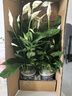 水培白掌一帆風(fēng)順盆栽帶花室內(nèi)客廳植物四季常青好養(yǎng)活新家綠植 A級白掌+繁星吸水盆 曬單實拍圖