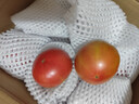密水農(nóng)家密云本地新鮮沙瓤西紅柿 番茄 生鮮 蔬菜兒時(shí)味道 西紅柿 2000g 曬單實(shí)拍圖
