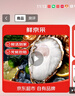 鮮京采 鮮活生蠔4XL 凈重5斤 10-13只 生鮮海鮮 七夕聚餐 源頭直發(fā) 曬單實(shí)拍圖