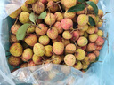 廣東觀音綠荔枝 新鮮荔枝 正宗觀音綠荔枝3/5斤現(xiàn)摘現(xiàn)發(fā) 3斤 果農(nóng)精選大果 紅果（送禮推薦） 曬單實(shí)拍圖