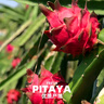 爪爪博士（DR.PAWPAW）寵物貓咪狗狗D-生物素水光片養(yǎng)毛護(hù)毛防掉毛爆毛營(yíng)養(yǎng)補(bǔ)充 曬單實(shí)拍圖