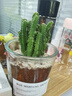 多肉植物仙人掌盆栽室內(nèi)肉肉仙人球小盆栽開花可愛桌面綠植 萬重山+玻璃盆+黃金砂+營養(yǎng)土 含盆 曬單實(shí)拍圖