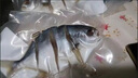 環(huán)球水產(chǎn)南海大規格金鯧魚(yú)550g1條 BAP認證 海魚(yú) 生鮮魚(yú)類(lèi) 火鍋 海鮮水產(chǎn) 曬單實(shí)拍圖