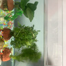 瘋狂水草（FKSC）真水草魚(yú)缸造景套餐凈化水質(zhì)懶人魚(yú)缸水草植物直接入缸蜈蚣草 【火山石】水草組合四3棵 曬單實(shí)拍圖