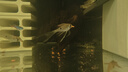 ZKSJ中科底吸泵魚缸水泵抽水泵烏龜缸排污泵底吸泵水族箱循環(huán)過濾泵 BS1800 曬單實(shí)拍圖