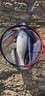小早川小早川品牌魚竿純進口碳素手桿臺釣竿釣魚竿十大 5.4m 5H28調(diào) 曬單實拍圖