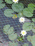 池塘睡蓮花魚(yú)缸睡蓮根快帶花苞四季盆栽水培植物庭院大小睡蓮花苗 四季開(kāi)花睡蓮10顆裝+催化肥 曬單實(shí)拍圖