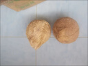 果坊情海南老椰子毛椰子煲湯當(dāng)季水果新鮮椰子熱帶生鮮椰子榨汁源頭直發(fā) 4個(gè)裝 曬單實(shí)拍圖