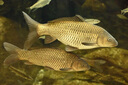 德瑞水族魚食錦鯉金魚飼料 通用型 上浮中粒*2瓶 曬單實(shí)拍圖