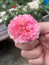 水星家紡新疆棉花被100%純棉被子春秋被單人被芯約5.5斤200x230cm 曬單實(shí)拍圖