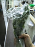 帶根香菜100g 曬單實(shí)拍圖