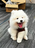 寵六福純種薩摩耶幼犬幼崽熊版寵物狗狗活體小狗活物 寵物級 公 曬單實拍圖