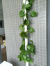 仿真藤條綠蘿葉婚慶節慶裝飾假樹(shù)葉藤蔓塑料花藤下水管道遮擋綠葉 20葉大號綠蘿葉【48條115米】 曬單實(shí)拍圖