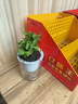薄荷教室植物盆栽留蘭香驅(qū)蚊好養(yǎng)活植物綠植陽臺四季常青盆栽好養(yǎng) 薄荷+透明吸水盆 曬單實拍圖