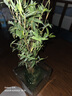 翡翠觀(guān)音竹米竹苔蘚球水培款培造景盆栽綠植花卉植物水培植物水養 苔蘚球翡翠觀(guān)音竹10根【25cm高】 曬單實(shí)拍圖