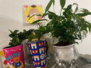 小盆梔子花盆栽四季開花部分帶花苞室內(nèi)綠蘿水培花卉綠植物 低配款：15-20cm【2株】當(dāng)年少量開花 濃香型梔子花【帶花苞】10天開花 曬單實(shí)拍圖