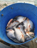 【鯧魚(yú)王】黑坑釣鯧魚(yú)專(zhuān)用花生白鯧紅昌魚(yú)釣魚(yú)餌料 【體驗裝】醬香型50g 綁好皮筋 曬單實(shí)拍圖