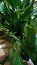 白掌一帆風(fēng)順盆栽植物室內花卉綠植水養四季開(kāi)花新手好養活 白掌1盆（繁星盆） 曬單實(shí)拍圖