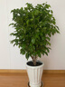 幸福樹(shù)客廳盆栽大型綠植辦公室內(nèi)好養(yǎng)植物大老樁平安樹(shù)四季吸甲醛 叢生幸福樹(shù)1.1-1.3米+原盆 曬單實(shí)拍圖