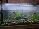 瘋狂水草魚缸造景裝飾溪流石底部砂石天然溪流缸南美缸造景石烏龜躲避曬臺 溪流缸造景套餐（40-50cm缸） 曬單實拍圖