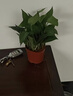 雙盟綠蘿盆栽除甲醛花卉綠植辦公室新房?jī)艋諝?120款10盆源頭直發(fā) 曬單實(shí)拍圖