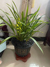 翁源蘭花苗建蘭黃金小神童富貴吉祥四季濃香盆栽好養(yǎng)植物原盆土發(fā) 小神童12苗【大爆盆】簡易盆土 曬單實拍圖