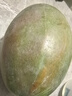 【新鮮上市】正宗攀枝花凱特芒果新鮮水果 帶箱2斤200g+ 曬單實拍圖