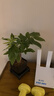 仙植緣【快遞】發(fā)財(cái)樹(shù)桌面盆栽文竹白掌客廳辦公室內(nèi)懶人綠植 單桿發(fā)財(cái)樹(shù)+舍得膠盆+底座+陶粒 曬單實(shí)拍圖