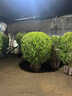 大葉冬青球小葉黃楊球石楠球茶梅球金森女貞球庭院戶(hù)外球形綠化苗 黃楊球：80厘米冠幅【帶土球發(fā)貨】 50cm(含)-60cm(不含) 曬單實(shí)拍圖