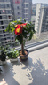 臨雅發(fā)財樹(shù)綠植物客廳盆栽大棵室內擺大型步步高招財樹(shù)辦公室喬遷開(kāi)業(yè) 單桿發(fā)財樹(shù)1.0-1.1米+福字盆 曬單實(shí)拍圖