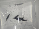 正宗鱖魚(yú)苗桂花魚(yú)苗桂魚(yú)苗淡水養殖食用活體翹嘴貴魚(yú)苗班鱖魚(yú)苗小魚(yú)苗兇猛包郵 鱖魚(yú)苗3-4cm200條 送10% 曬單實(shí)拍圖