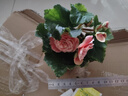 仟草集帶盆帶土重瓣麗格海棠玫瑰海棠花盆栽帶花發(fā)貨客廳陽 公主粉 曬單實(shí)拍圖