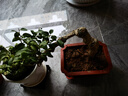 劉不丁枸杞樹(shù)樹(shù)樁枸杞樹(shù)樁盆景老樁微型枸杞盆栽苗室內(nèi)書(shū)房陽(yáng)臺(tái)觀賞植物 枸杞2 曬單實(shí)拍圖