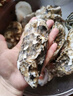 貝司令 鮮活乳山生蠔6XL 凈重4.5斤 6-8只 生鮮海鮮貝類(lèi) 源頭直發(fā) 曬單實(shí)拍圖