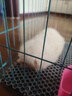 咯咪博美犬寵物狗狗活體幼崽博美幼犬純種俊介犬茶杯犬活體搏美犬 母 曬單實拍圖